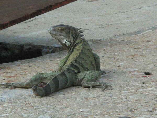 11- Un iguane sur le quai 